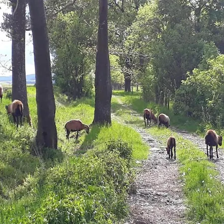 Vila South Bohemia Family Escape *